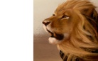 The Cursed Lion