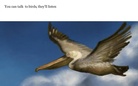 Birds can talk to you.....