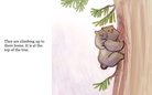 Tim the Squirrel, the Reason We Should Save the Forests