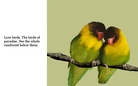 A bird's Eye View