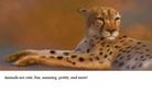 A Book About
         Animals
