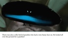 The friendly sunfish