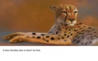 ANIMALS