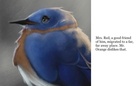 Far Away Blue Jay