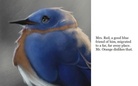 Far Away Blue Jay