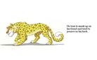 The Wild Ninja Cheetah