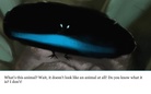 What's This Animal?