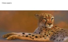 I love animal's story
