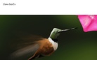 I love animal's story