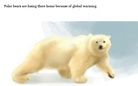 We must look after wild animals.