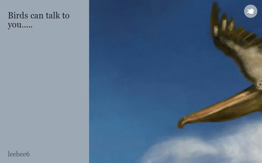 Birds can talk to you.....