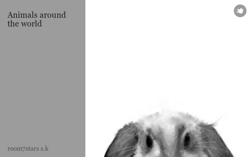 Animals around the world