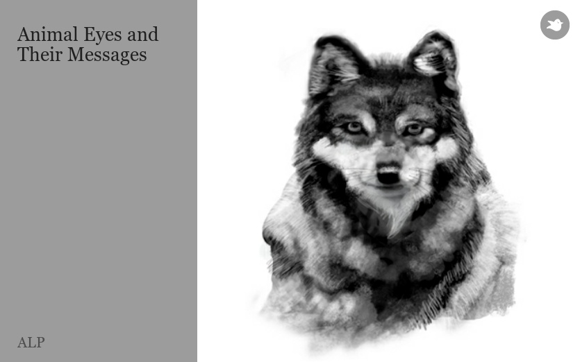 Animal Eyes and Their Messages