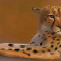 Cheetah Cheetah