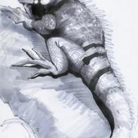Iguana Iguana