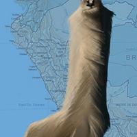 Llama Llama