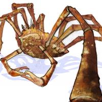 Spider crab Spider crab