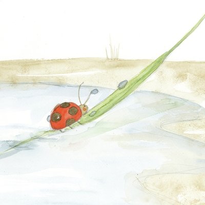 Ladybug Ladybug