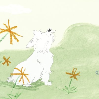 Westie dog Westie dog
