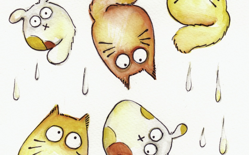 rain cats and dogs rain cats and dogs